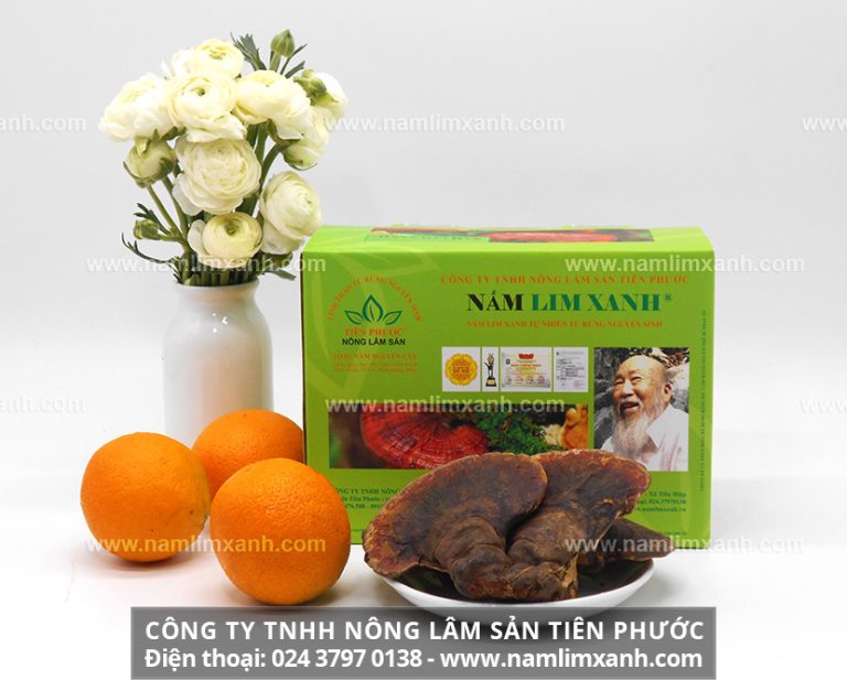 Tác dụng của cây nấm lim xanh hỗ trợ giúp hết bệnh ung thư