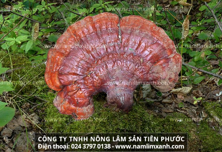 Tác dụng của nấm lim xanh hỗ trợ giúp hết ung thư