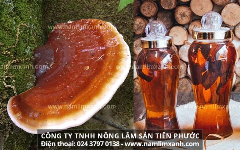 Tác dụng nấm lim xanh ngâm 45 độ giúp tăng cường sức khỏe