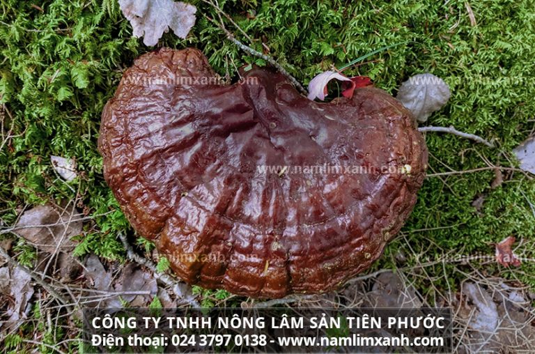 Thông tin về nấm lim xanh thì khác hàng có thể liên hệ trực tiếp đến số điện thoại của đại lý để được tư vấn và mua được sản phẩm chất lượng.