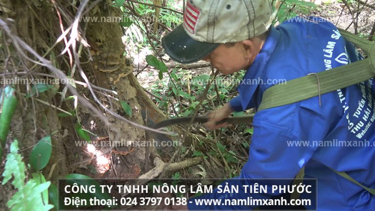 Thực hư về nấm lim xanh giá rẻ.