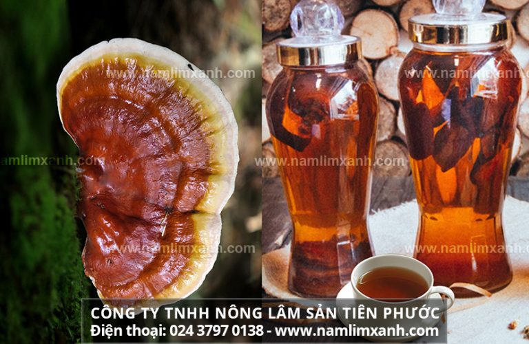 Tìm hiểu loại nấm lim xanh ngâm 45 độ có tác dụng gì