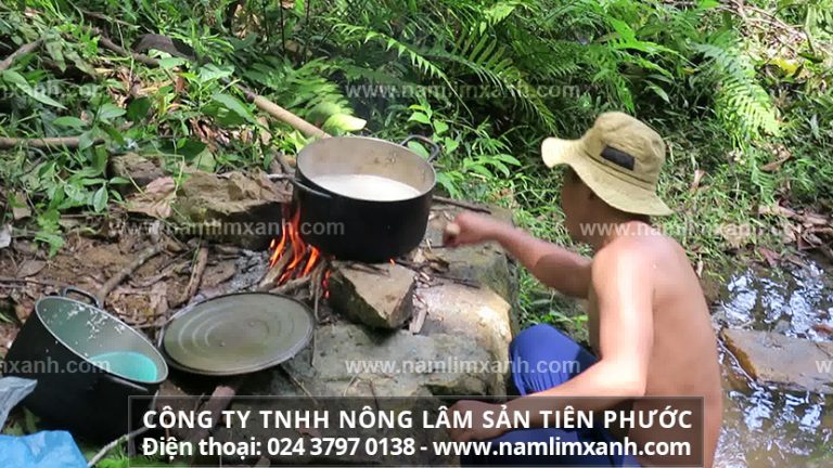 Uống nước nấu từ nấm lim xanh Quảng Nam làm lành được bệnh gì