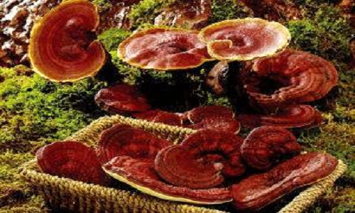 cách nấu nấm lim xanh khô