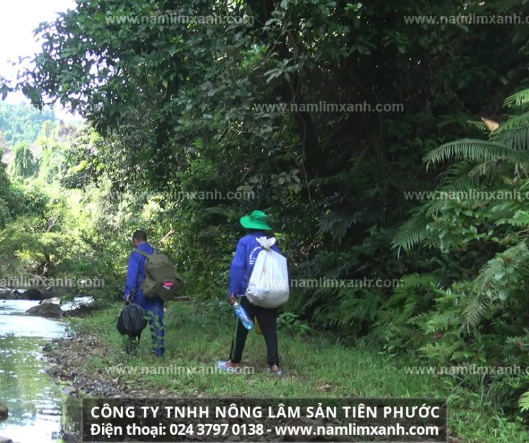 Ai không nên sử dụng nấm linh xanh ngâm 45 độ