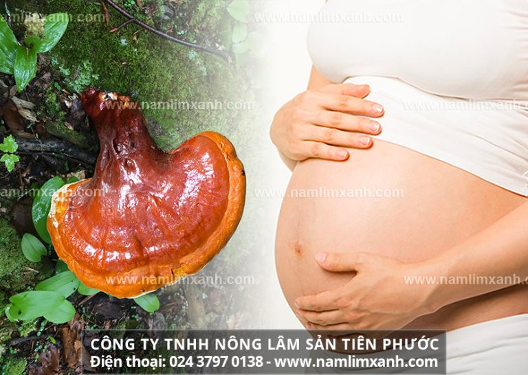 Bà bầu có được uống nấm lim xanh không