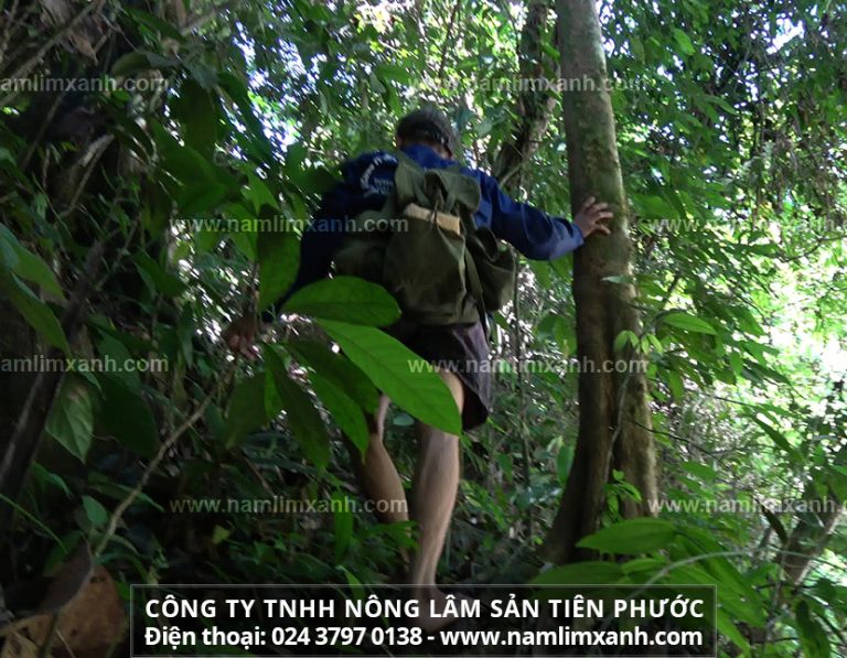 Bài thuốc được chế biến từ nấm lim xanh với công dụng không chỉ là ngăn ngừa và hỗ trợ điều trị mà còn cứu sống được cả những bệnh nhân ung thư đang ở giai đoạn cuối