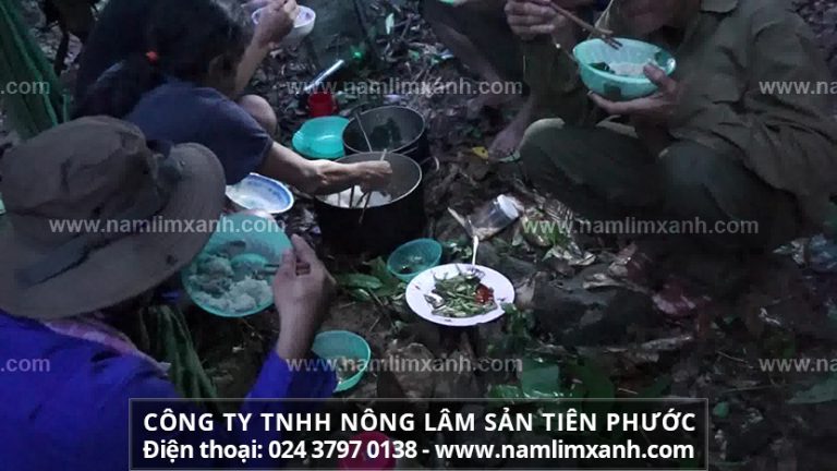 Các loại nấm lim xanh có tác dụng tốt