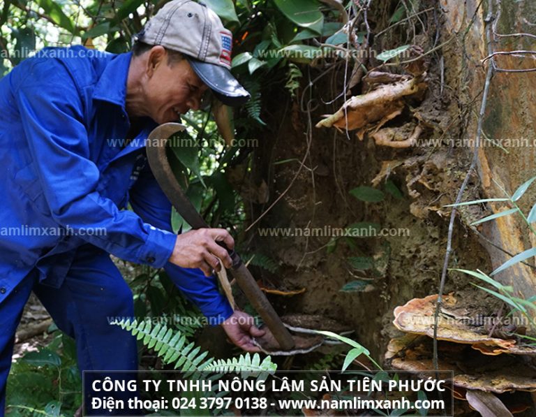 Các sản phẩm Nấm lim xanh loại Nguyên cây, Nấm lim xanh loại Tốt, Thái lát, Nấm lim xanh loại Thanh-Thiết-Bảo-Sinh là sản phẩm nổi bật của công ty