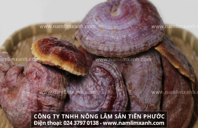 Cách bảo quản nấm lim xanh hiệu quả để không làm giảm giá trị của nấm, cũng như tránh bị mốc, mọt xâm hại làm hỏng.