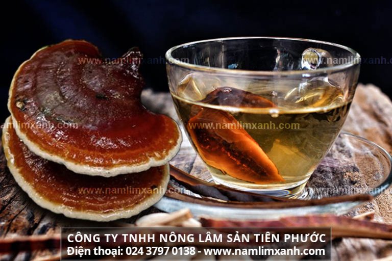 Cách dùng nấm lim tốt nhất phát huy tác dụng cây nấm lim