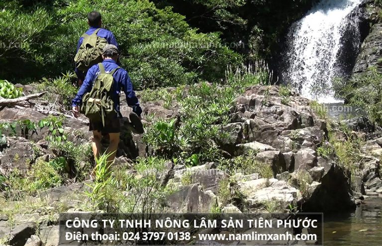 Cách dùng nấm lim xanh giúp lành bệnh