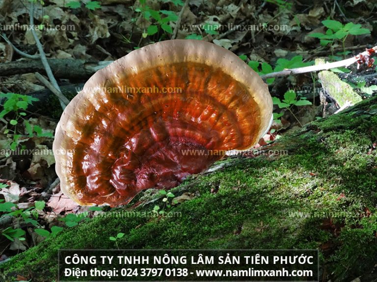 Cách dùng nấm lim xanh hiệu quả