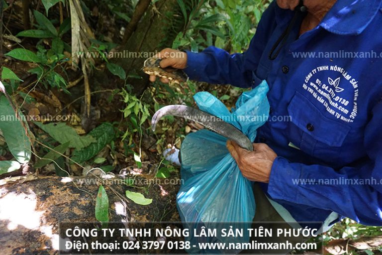 Cách dùng nấm linh xanh tốt nhất