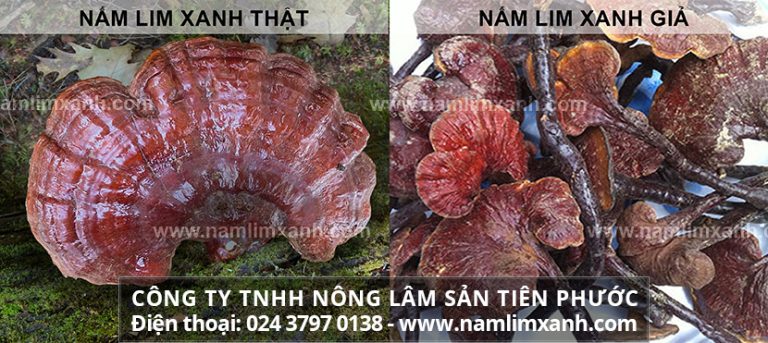 Cách nhận biết nấm lim thật giả chính xác tuyệt đối