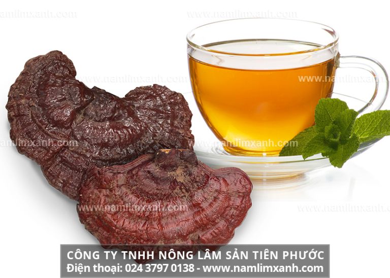 Cách sử dụng nấm lim xanh Tiên Phước trị bệnh gan