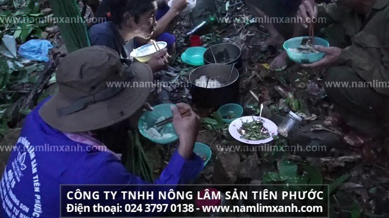 Cách sử dụng nấm lim xanh ngâm 45 độ