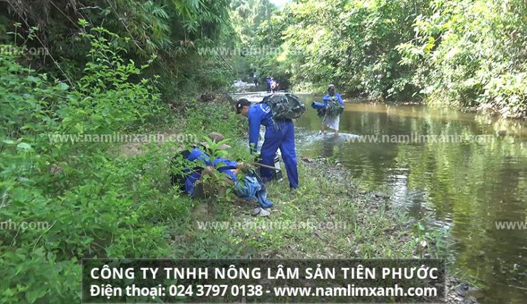 Cách tìm nơi bán nấm lim xanh chính gốc