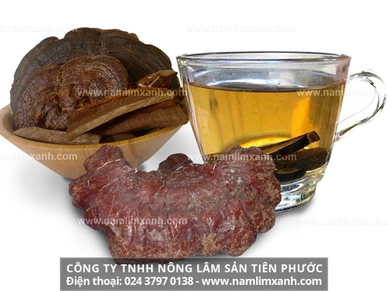 Cách uống nấm lim xanh an toàn cho mọi nhà