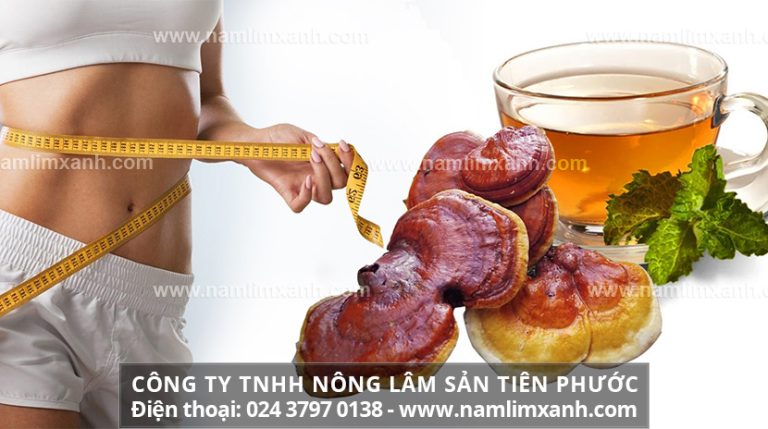 Cách uống nấm linh xanh nhằm giảm cân hiệu quả