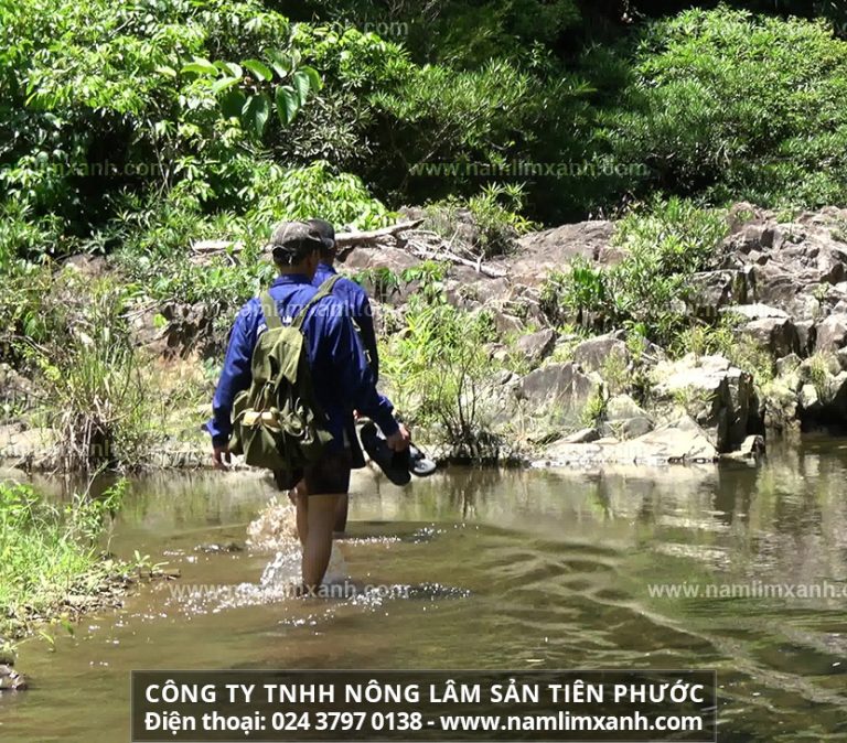 Chế biến nấm lim xanh tươi như thế nào