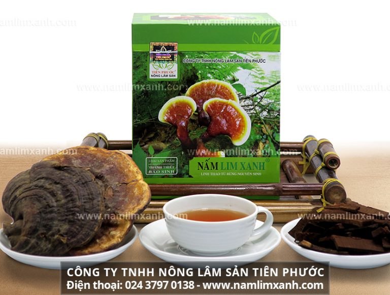 Có nên uống nấm lim xanh không và lưu ý khi sử dụng nấm lim xanh