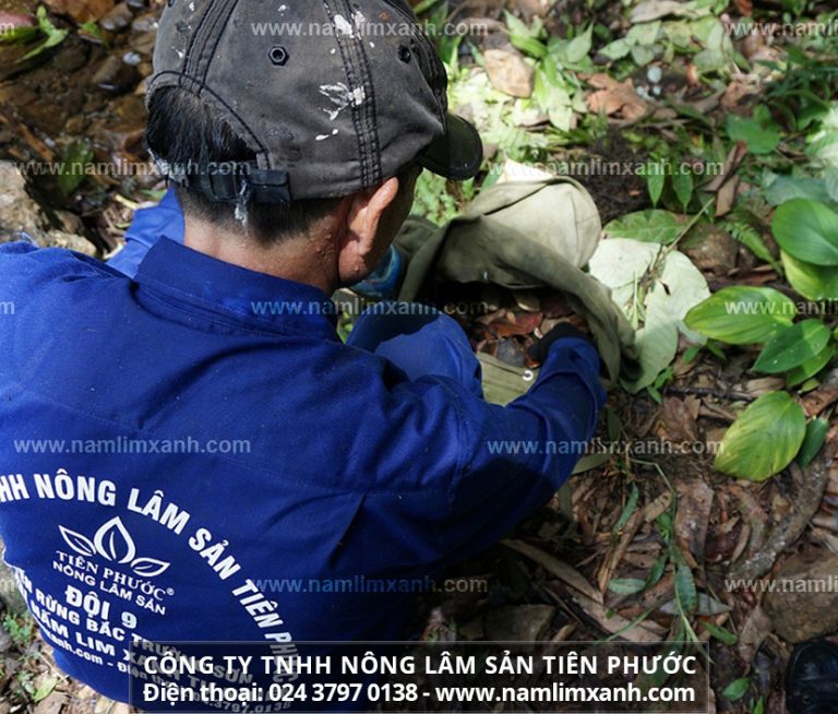 Công dụng của nấm lim xanh