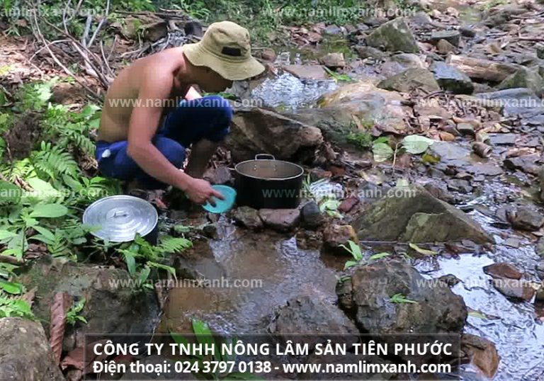 Đại lý nấm lim xanh uy tín tại Từ Liêm, Hà Nội