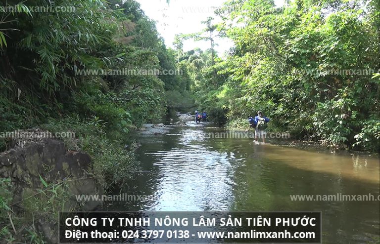 Giá bán nấm lim xanh công ty Tiên Phước luôn ổn định