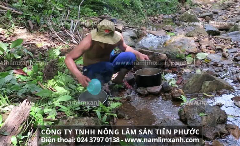 Giá nấm lim xanh Tiên Phước