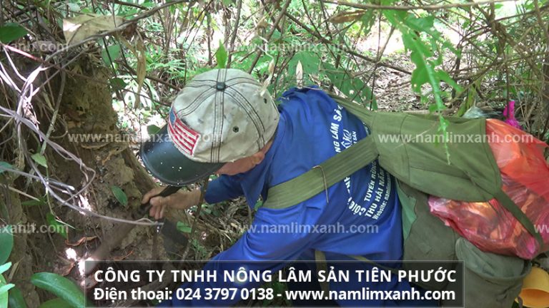 Giá nấm lim xanh rừng tự nhiên Tiên Phước