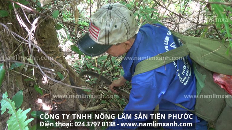 Giá nấm lim xanh rừng tự nhiên Tiên Phước bao nhiêu đúng nấm lim rừng