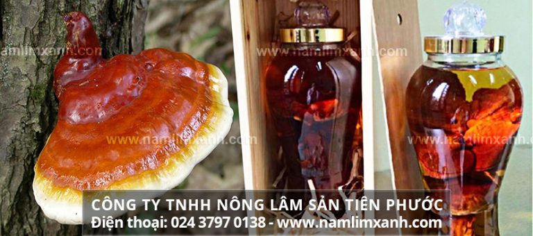 Góc giải đáp Nấm lim xanh ngâm 45 độ có tốt không