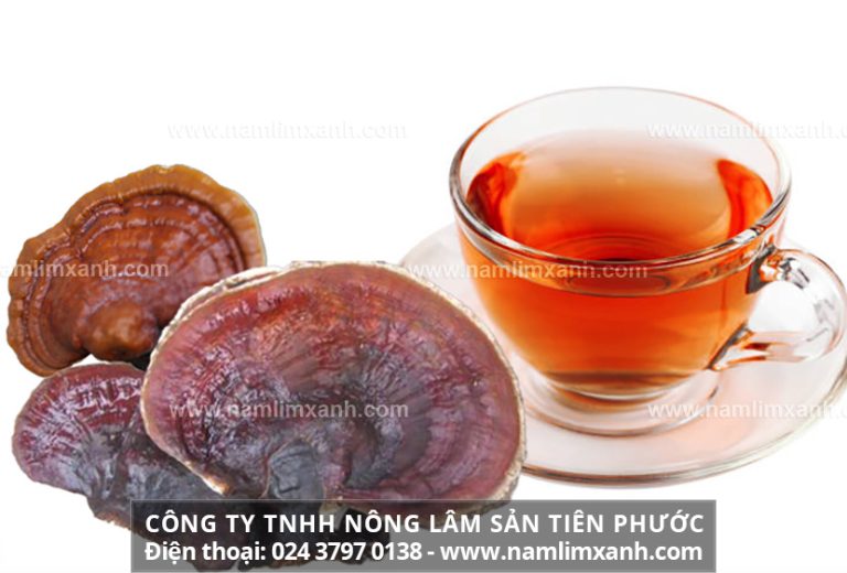 Hướng dẫn cách dùng của nấm lim xanh khi sắc nước uống