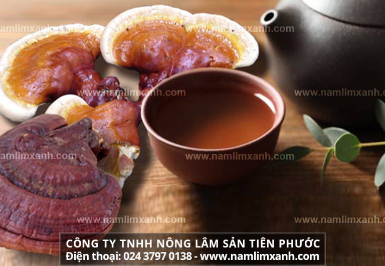 Hướng dẫn cách sử dụng nấm gỗ lim xanh