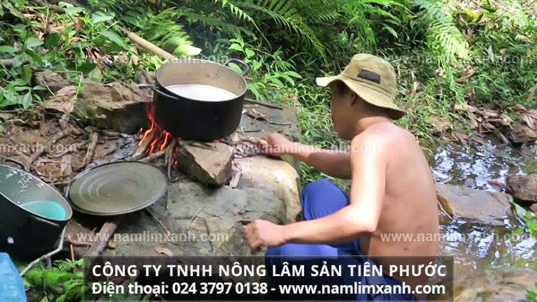 Lưu ý về cách dùng nấm lim xanh hiệu quả