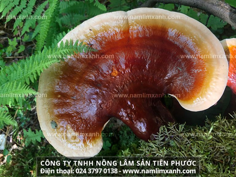 Mách bạn cách dùng nấm lim xanh đúng cách