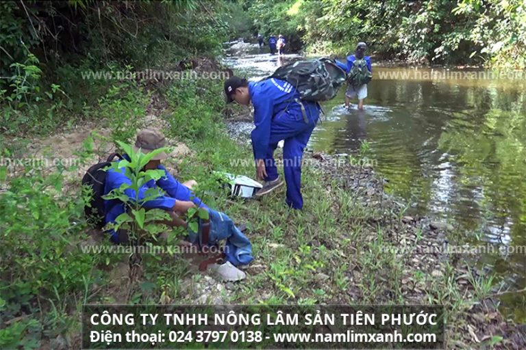 Mua được giá nấm lim xanh Tiên Phước hợp lý, đảm bảo an toàn và hiệu quả, bạn nên tìm mua tại các cơ sở uy tín, có giấy chứng nhận chất lượng