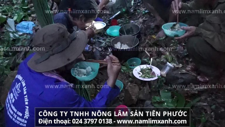 Mua nấm lim xanh Hà Nội ở đâu có chất lượng tốt