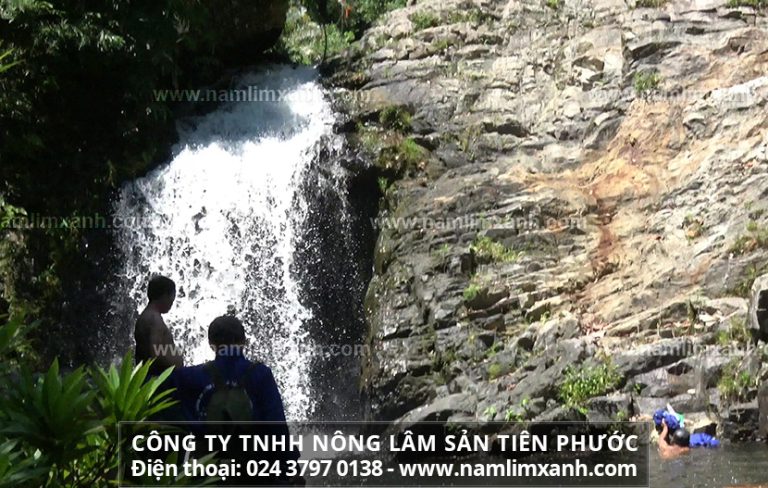 Mua nấm lim xanh Quảng Ngãi và sử dụng nấm lim tự nhiên giúp cả gia đình luôn khỏe mạnh