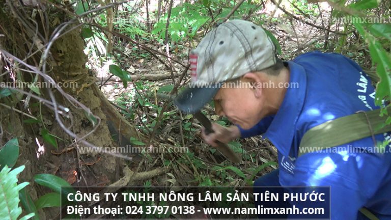 Nấm cây lim xanh rừng tự nhiên