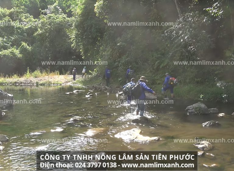 Nấm lim giá bao nhiêu tiền 1kg