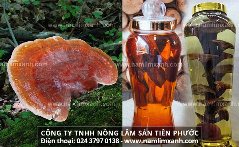 Nấm lim ngâm 45 độ có tốt không?