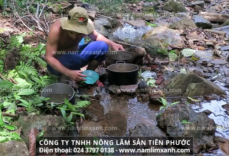 Nấm lim xanh Hàn Quốc và Việt Nam có gì khác nhau