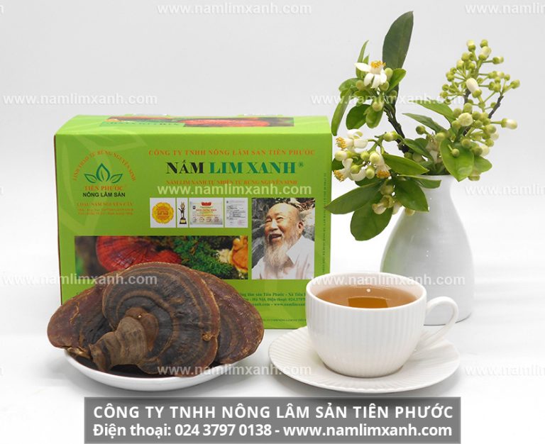 Nấm lim xanh Tiên Phước là một loại thảo dược quý