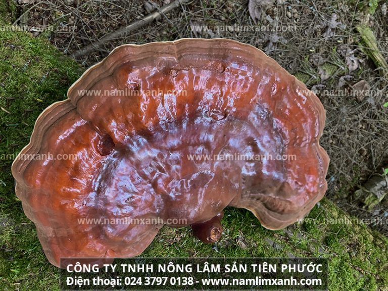 Nấm lim xanh Việt Nam trong nghiên cứu điều trị ung thư thế nào