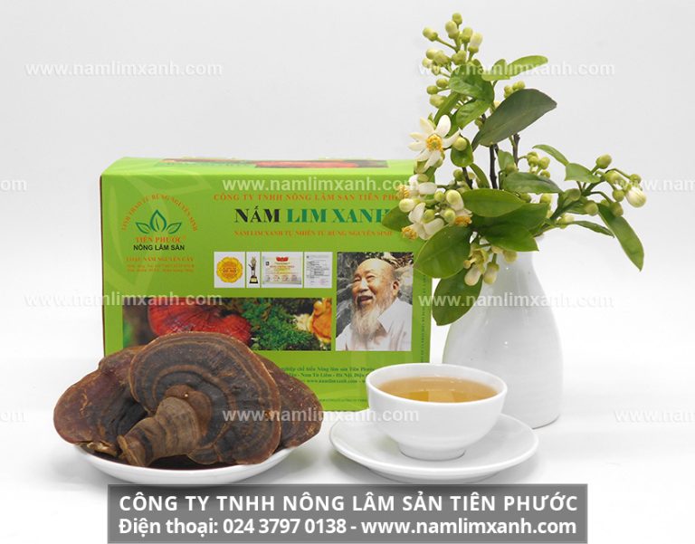 Nấm lim xanh có những công dụng tuyệt vời trong giúp hết bệnh