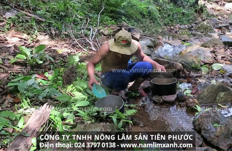 Nấm lim xanh mua ở đâu mới tốt