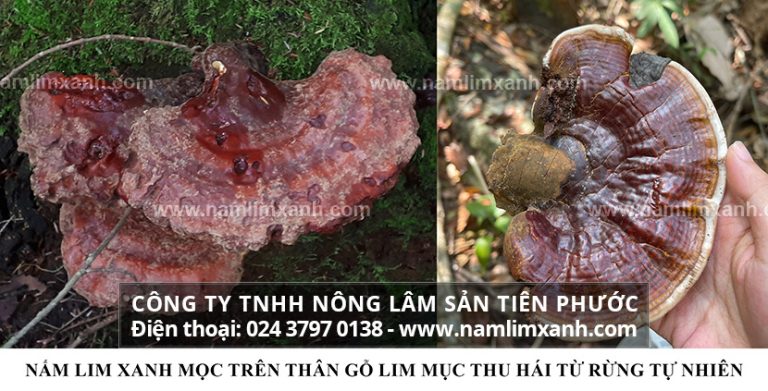 Nấm lim xanh ở Quảng Nam khác gì so với nấm linh chi của Hàn Quốc