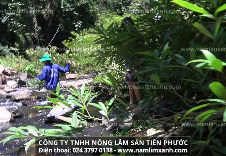 Nấm lim xanh thật có nhiều công dụng, đặc biệt trong làm hết các bệnh nan y, hiểm nghèo